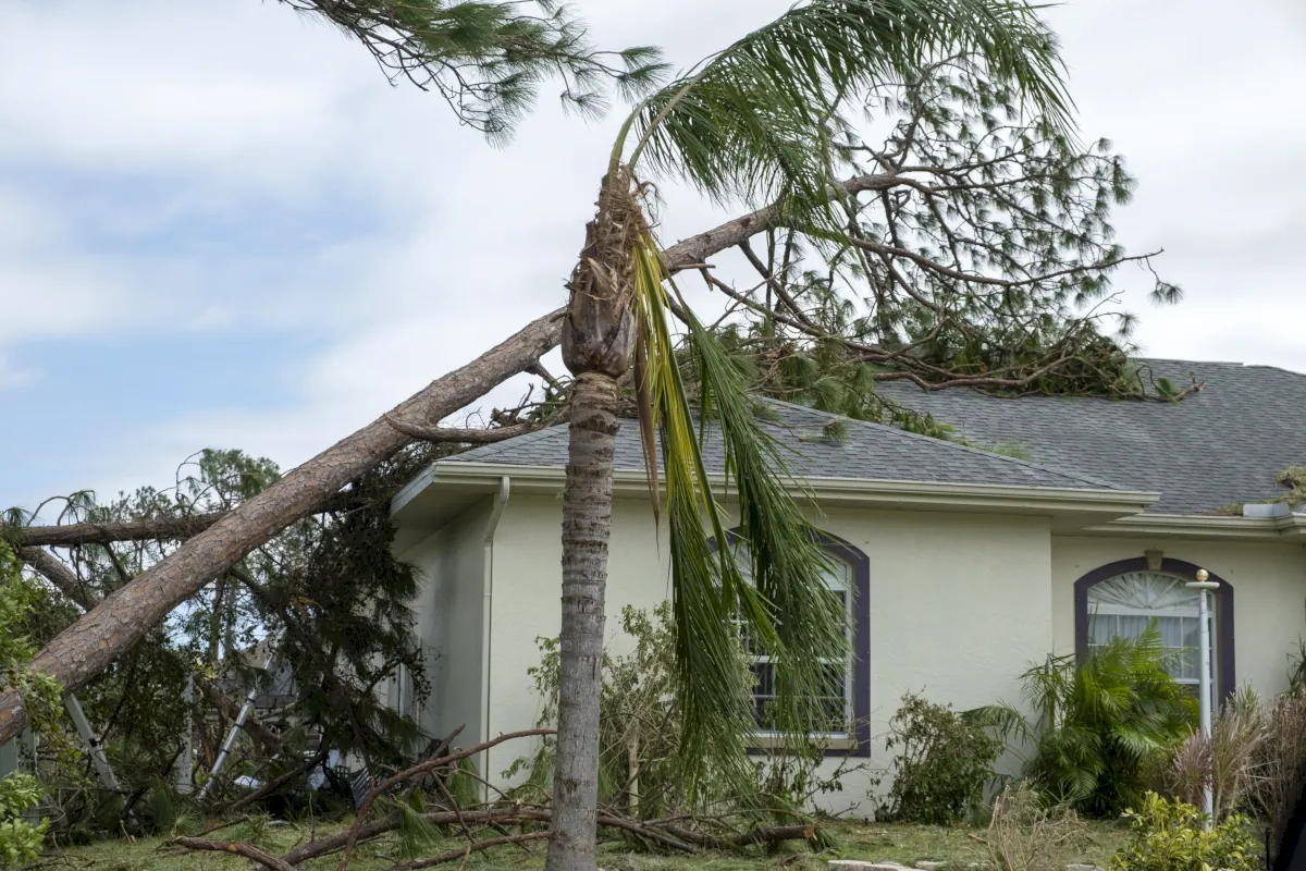 Wind Damage